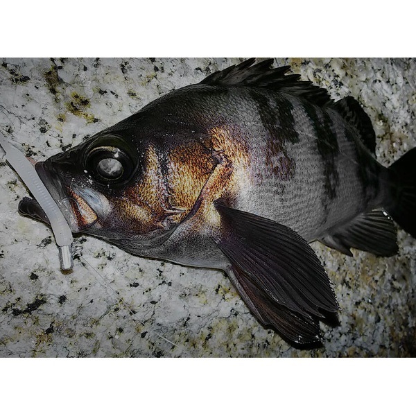 ガルプ！SWベビーサーディン　2インチ